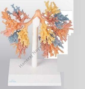 Bronchial Tree 3D Anatomical Model