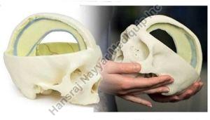 Dural Skull 3D Anatomical Model