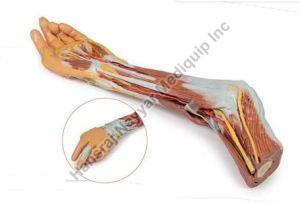 Elbow,Forearm and Hand 3D Anatomical Model