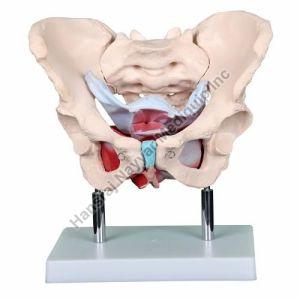 Female Pelvis 3D Anatomical Model