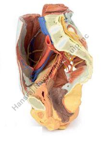 Female Right Pelvis 3D Anatomical Model