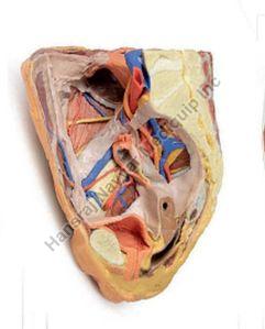 Female Right Pelvis Superficial and Deep Structure 3D Anatomical Model