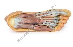 Foot Plantar Surface 3D Anatomical Model