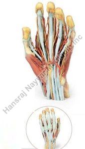 Hand & Arm 3D Anatomical Model