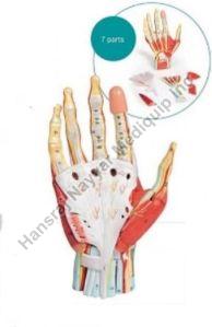 Hand Layer 3D Anatomical Model