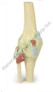 Knee Joint Extended 3D Anatomical Model