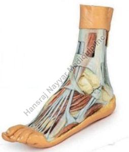 Leg and Foot Deep Structures 3D Anatomical Model