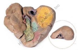 Liver with Vessels and Gall Bladder 3D Anatomical Model