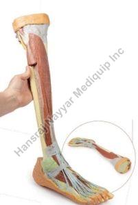 Lower Limb Deep dissection 3D Anatomical Model