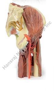 Lower Limb Deep Dissection with Male Left Pelviis and Thigh 3D Anatomical Model