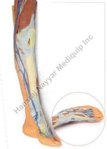 Lower Limb Supereficial Dissection 3D Anatomical Model