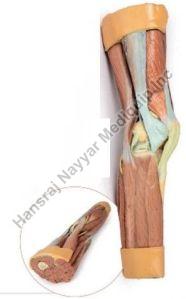 Lower Limb Supereficial Musculature 3D Anatomical Model