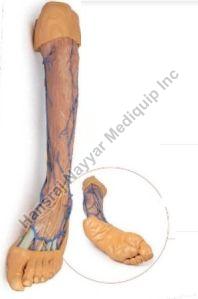 Lower Limb Supereficial Veins 3D Anatomical Model