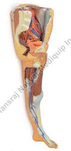 Lower Limb Superficial Dissection with Male Left Pelviis 3D Anatomical Model
