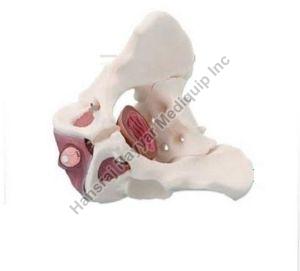 Male Pelvis with Pelvic Floor Muscles 3D Anatomical Model