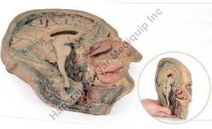 Median Section Trough Head Sagittal Section 3D Anatomical Model