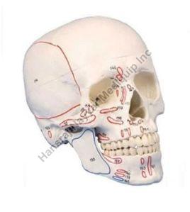 Muscle Marking Skull 3D Anatomical Model