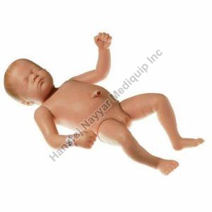 Newborn Human Baby 3D Anatomical Model