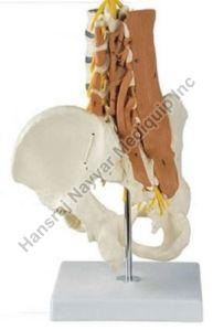 Pelvis, Lumbar Spine and Lumbar Mucles 3D Anatomical Model