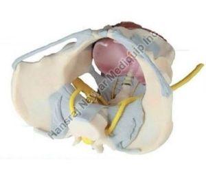 Pelvis with Ligaments,Nerves and Pelvic Floor 3D Anatomical Model