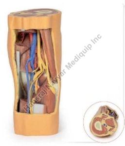 Popliteal Fossa Distal Thighand Proximal Leg 3D Anatomical Model