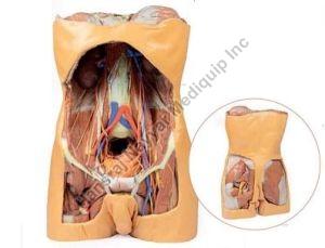 Posterior Abdominal Wall 3D Anatomical Model