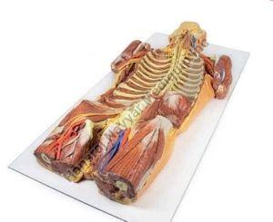 Posterior Body Wall 3D Anatomical Model