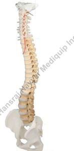 Professional Spine 3D Anatomical Model