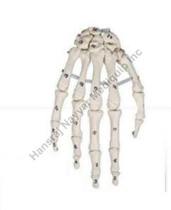 Skeleton Hand with Bone Numbering Anatomical Model