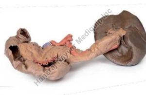 Spleen and Pancreas 3D Anatomical Model