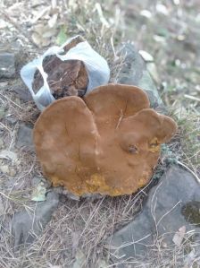 Mulberry Mushroom (Mesima)