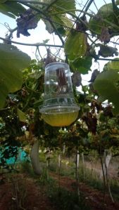 Vegetable Fly Trap