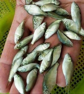 Koi Fish Seed