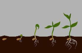 Root Plus Plant Growth Regulators