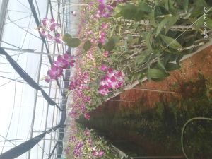 orchid flower plant