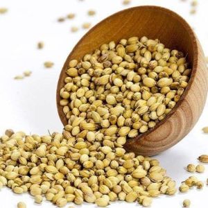 dried coriander seeds