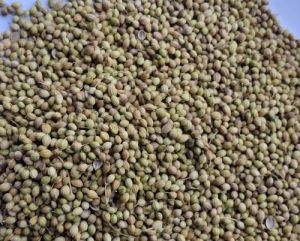 Green Organic Coriander Seeds