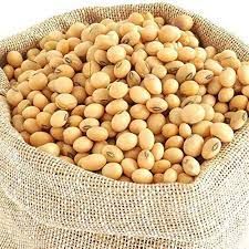 Organic Soybean Seeds