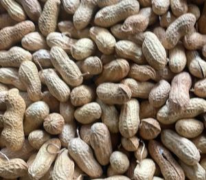 Raw Shelled Groundnuts