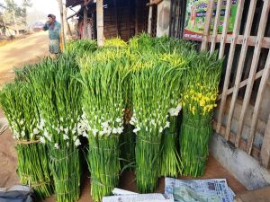 Fresh Cut Gladiolus Flowers