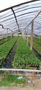 Grafted Adenium Plants