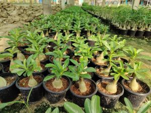 Grafted Adenium Plants
