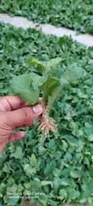 Marigold Chamanthi Chrysanthemum Nursery Plant
