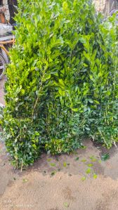 Kamini Leaves