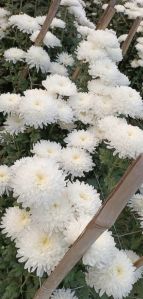 Kolkata Chrysanthemum Star white Guldavari Flower
