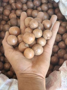 macadamia nut seeds