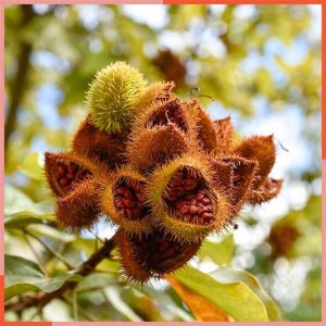 Annatto Seeds Extract