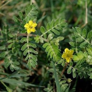 Berberis Aristata Extract