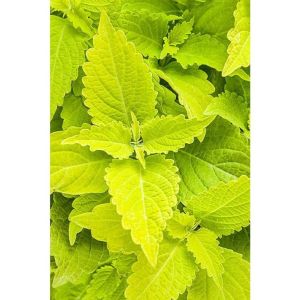 Coleus Forskohlii Extract