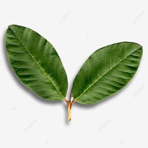 Commiphora Mukul Extract